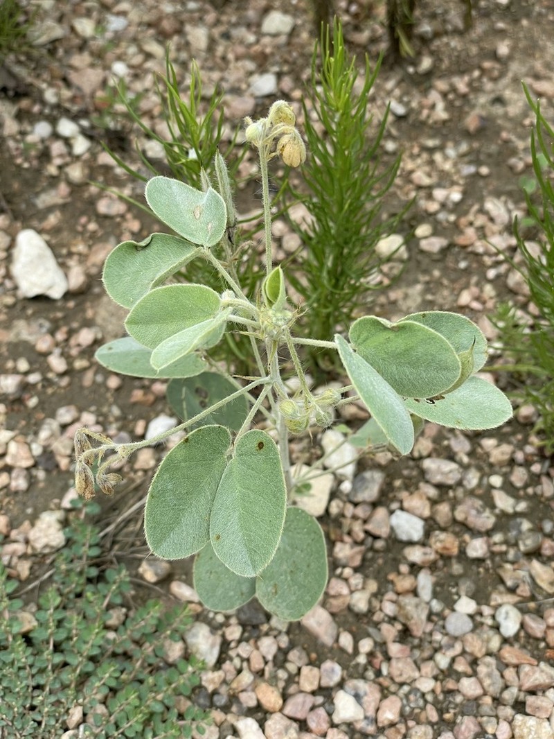 Trans-Pecos Senna photo 2