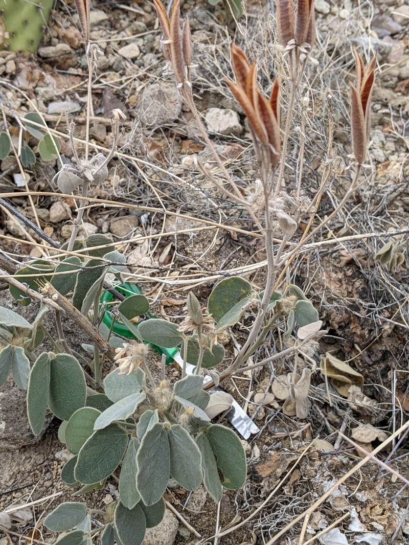 Trans-Pecos Senna photo 3