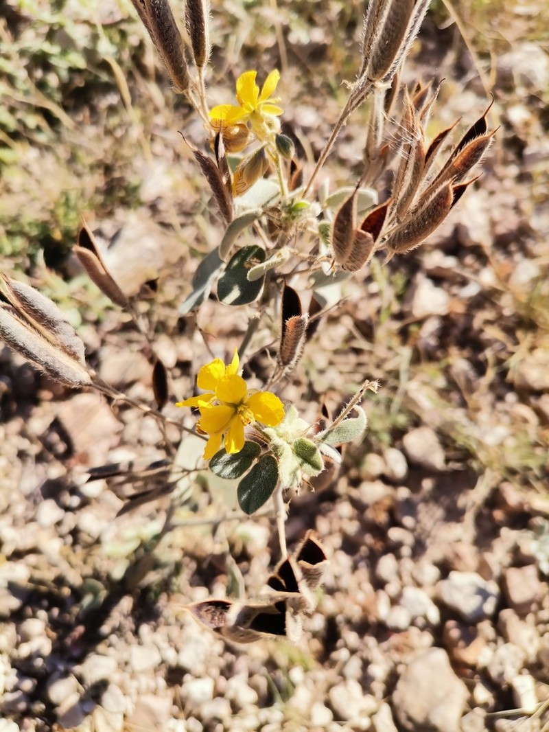 Trans-Pecos Senna photo 4