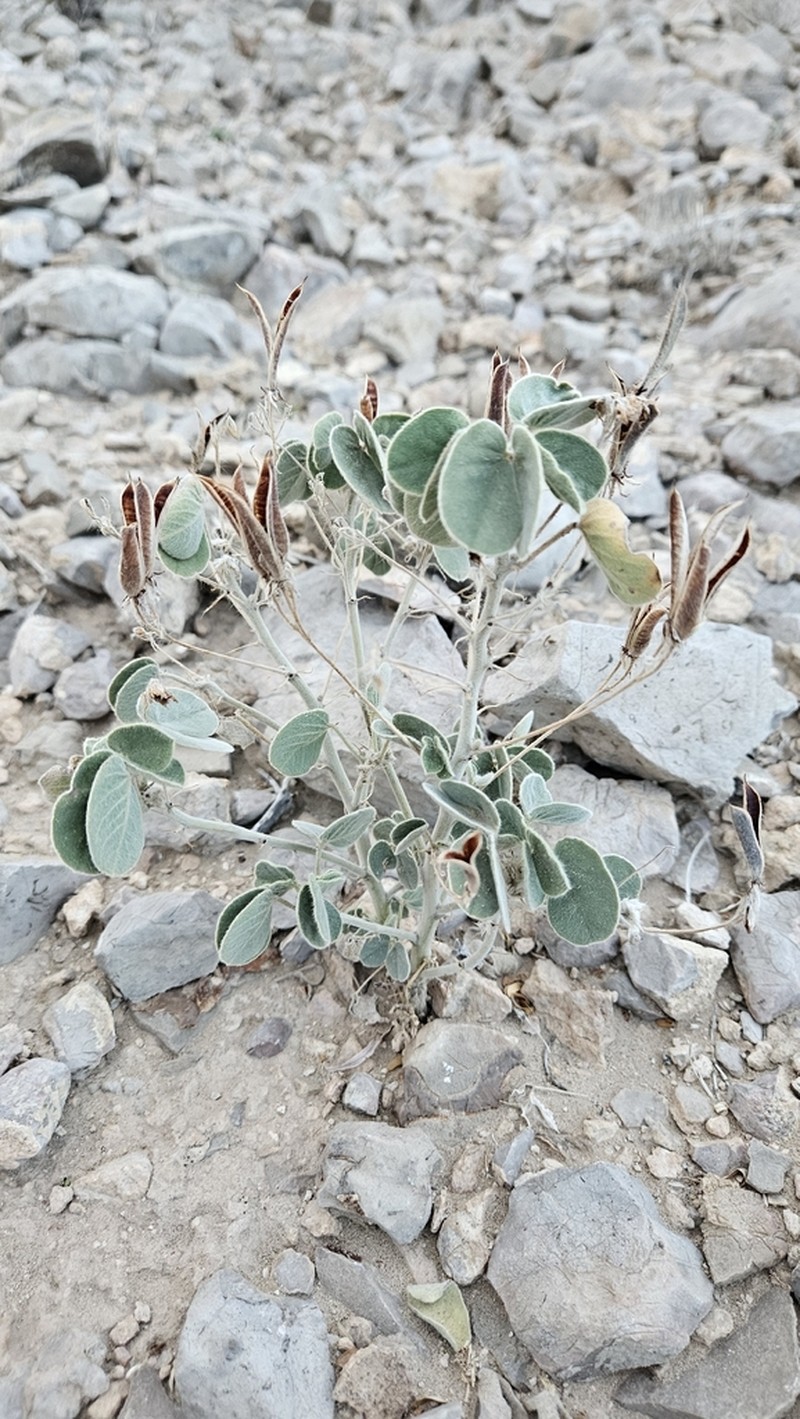 Trans-Pecos Senna photo 6