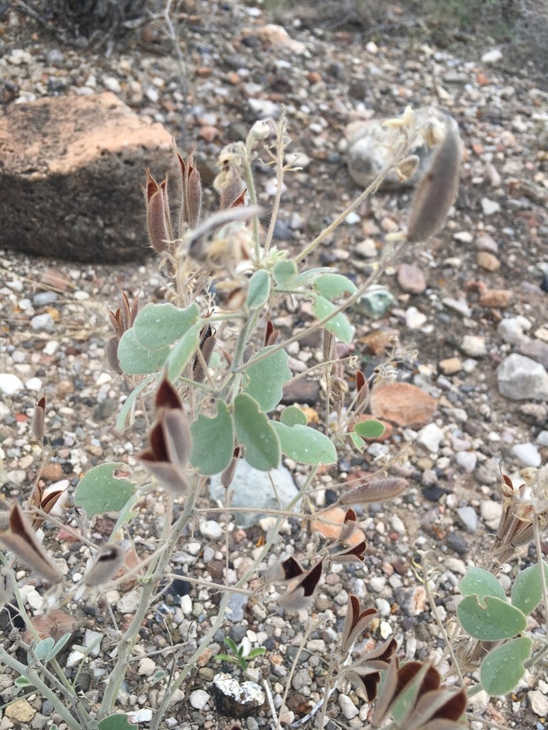 Trans-Pecos Senna photo 7