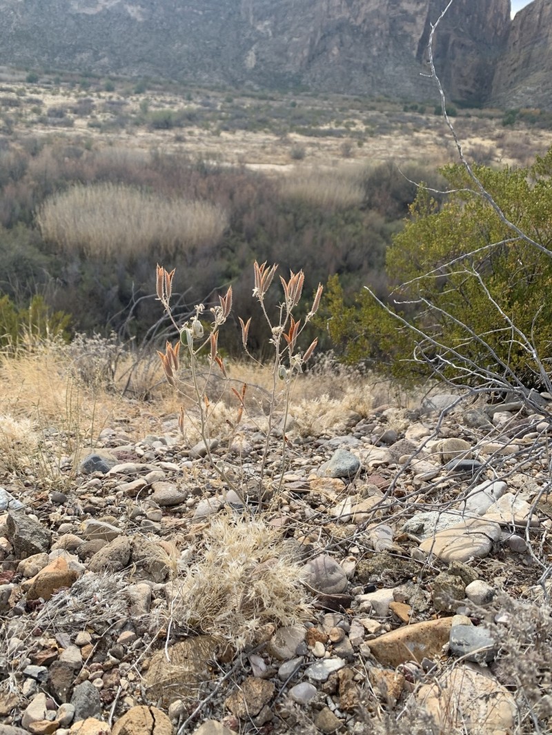Trans-Pecos Senna photo 8