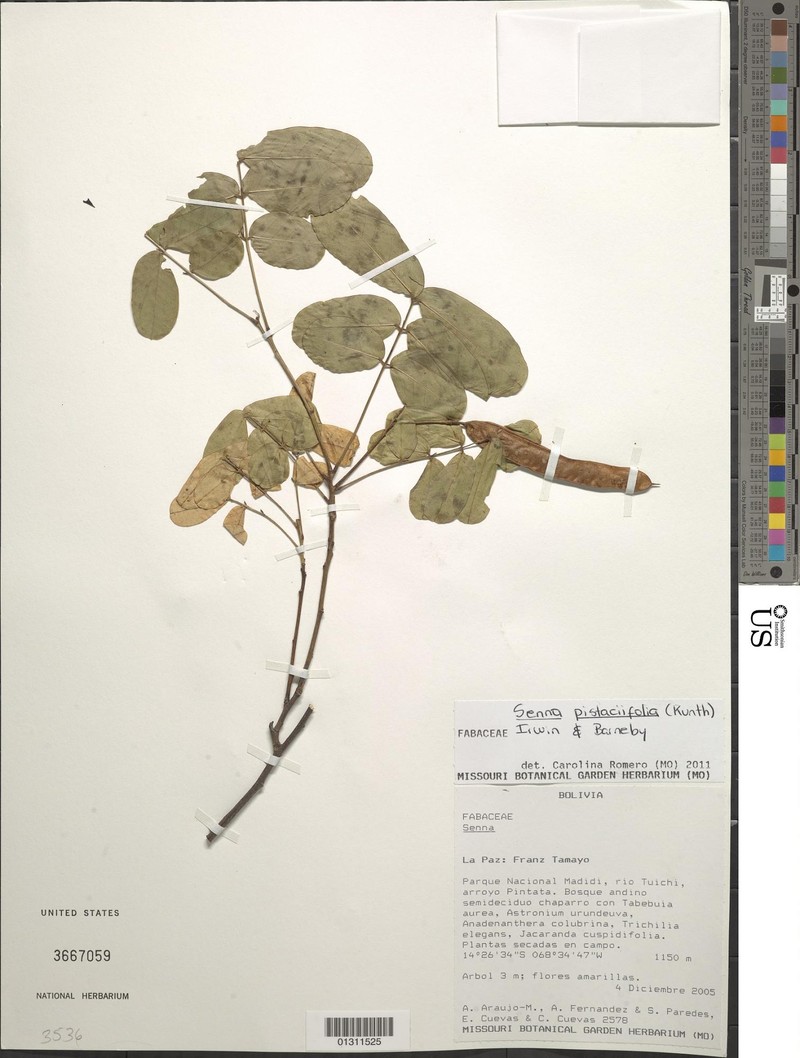 Senna pistaciifolia var. pistaciifolia