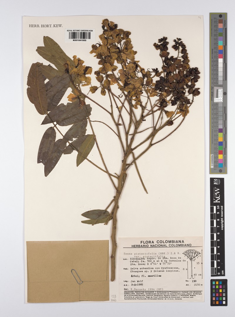 Senna pistaciifolia var. pistaciifolia photo 3