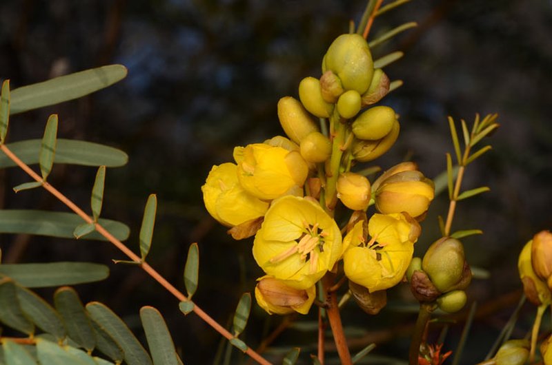 Senna pleurocarpa