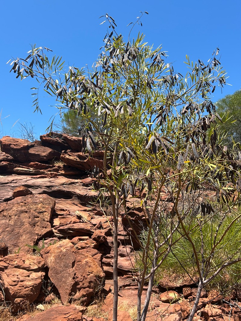 Senna pleurocarpa var. pleurocarpa