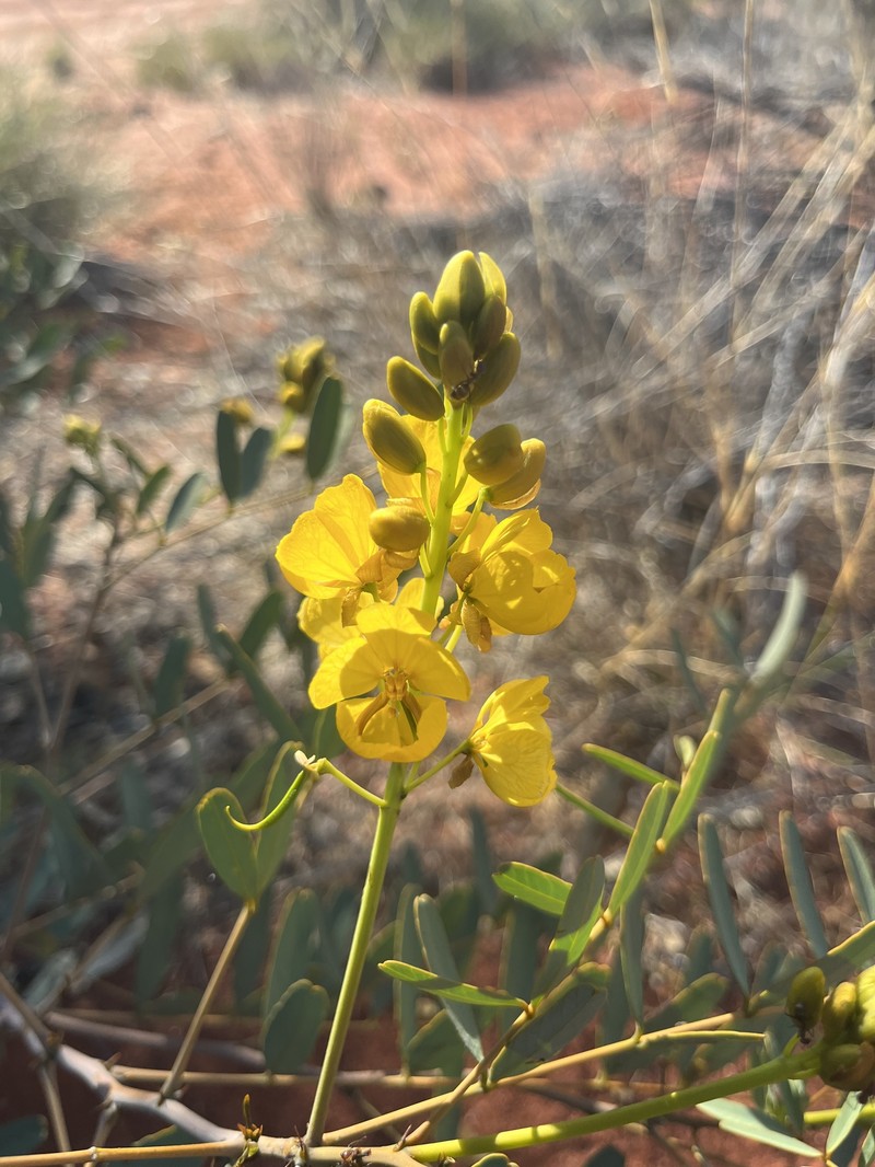 Senna pleurocarpa var. pleurocarpa photo 2