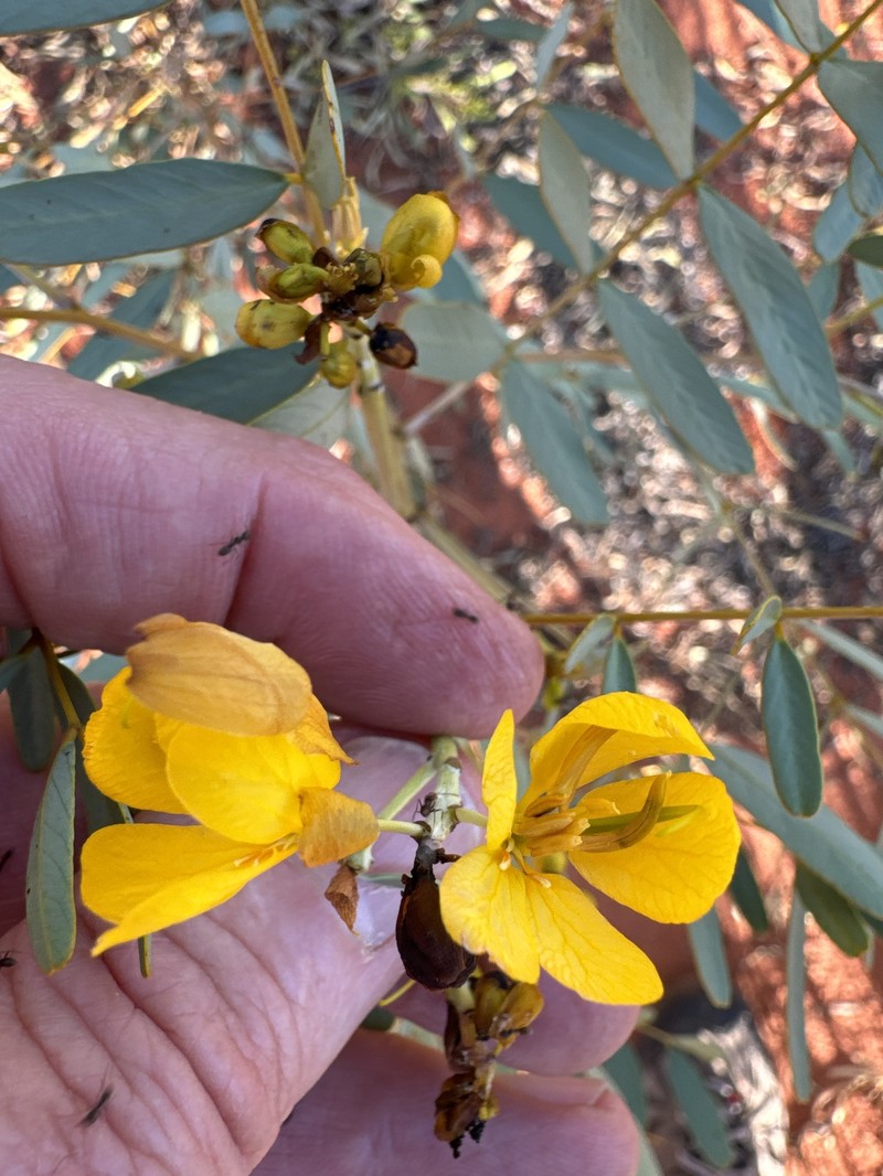 Senna pleurocarpa var. pleurocarpa photo 3