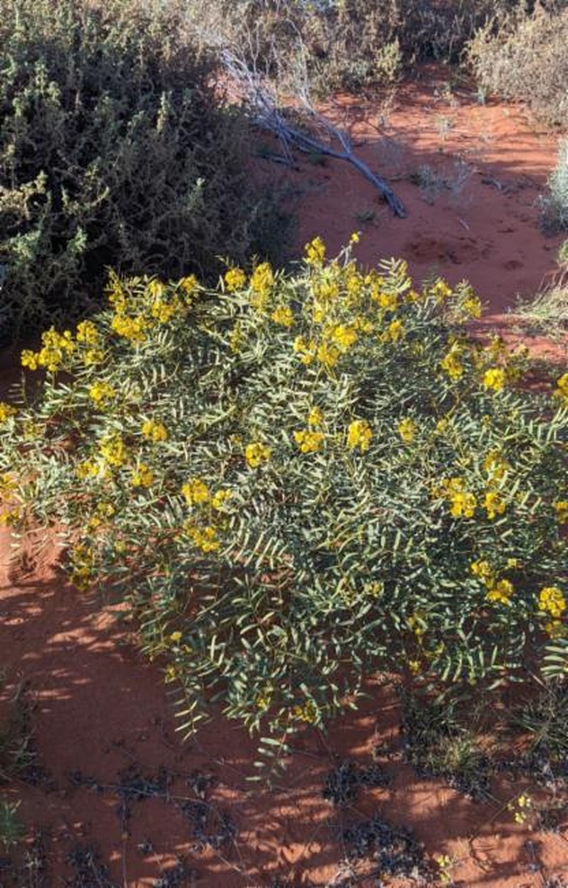 Senna pleurocarpa var. pleurocarpa photo 4