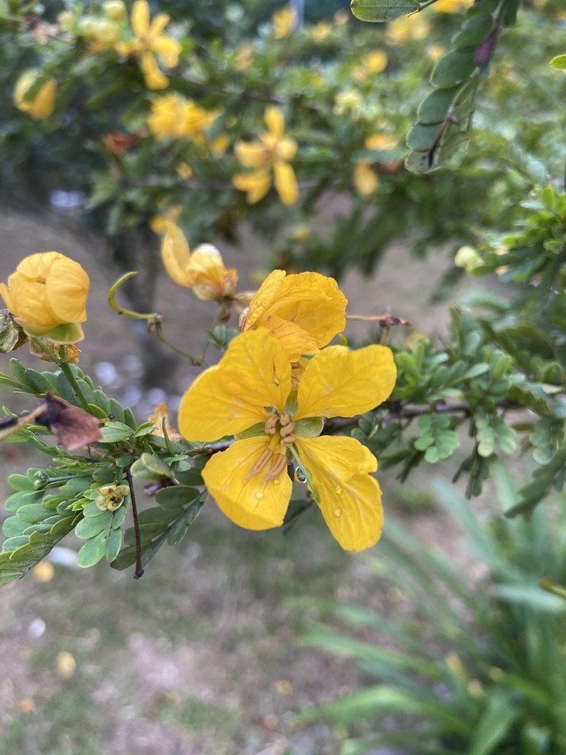 Retama Prieta