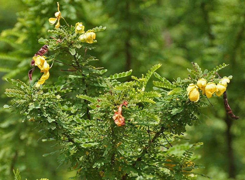 Retama Prieta