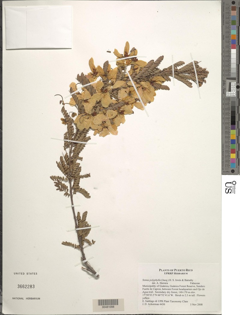 Senna polyphylla var. polyphylla