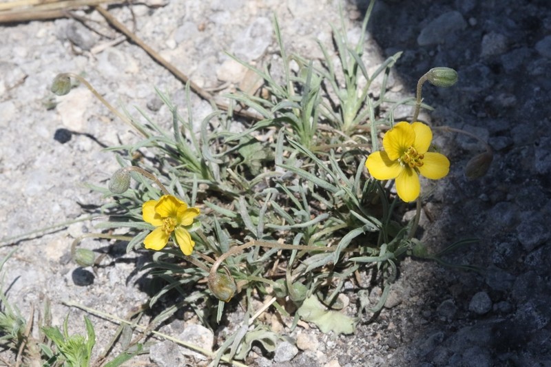 Dwarf Senna