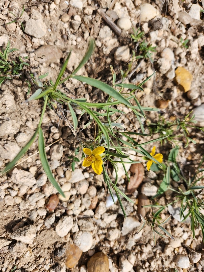 Dwarf Senna photo 2