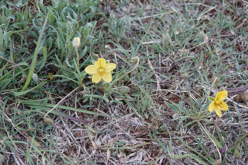 Dwarf Senna photo 4