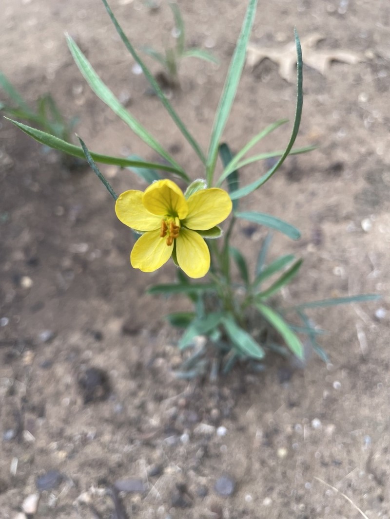Dwarf Senna photo 5