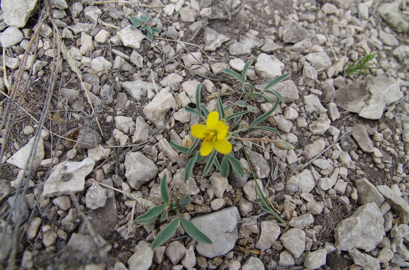 Dwarf Senna photo 6