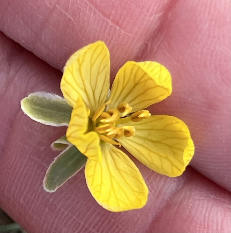 Dwarf Senna photo 8