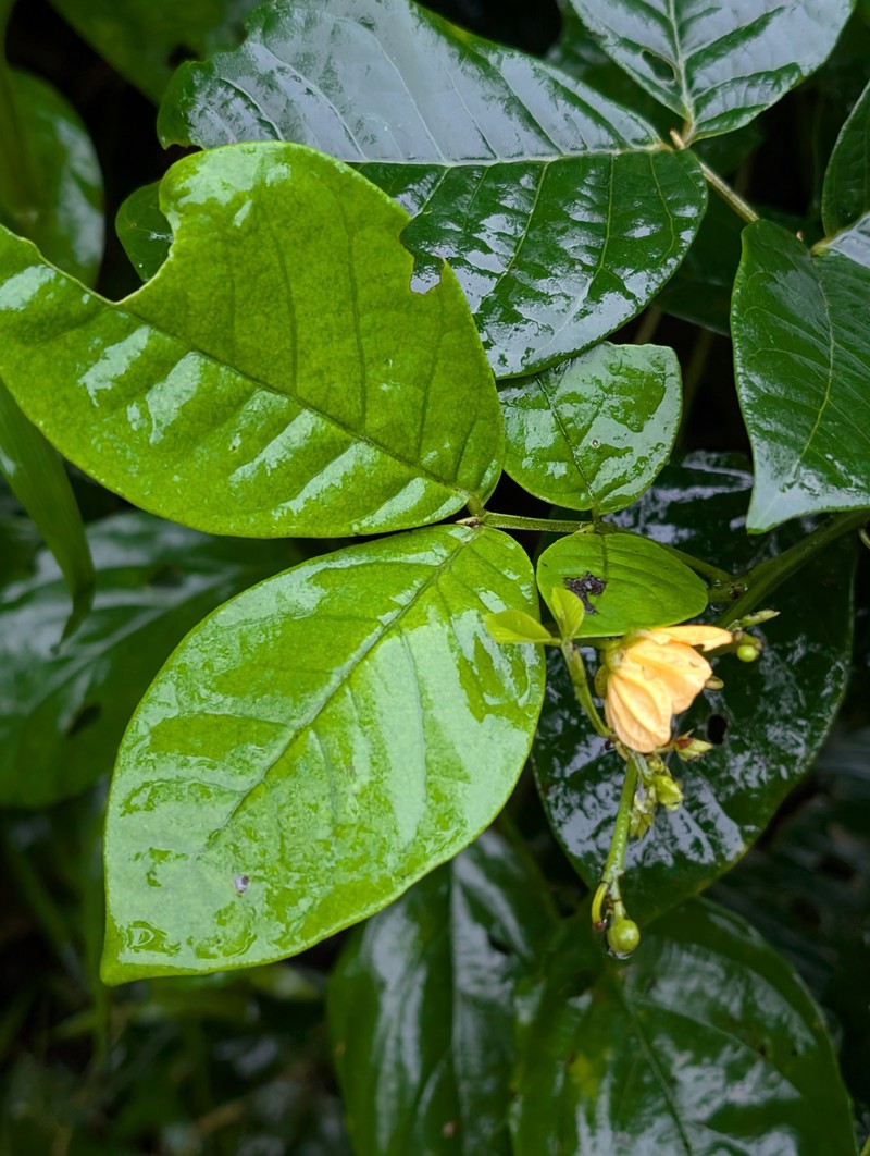 Senna quinquangulata var. quinquangulata