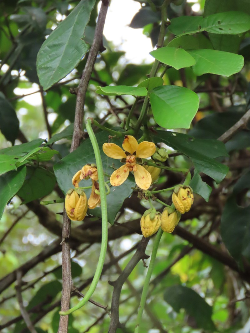 Senna quinquangulata var. quinquangulata photo 2