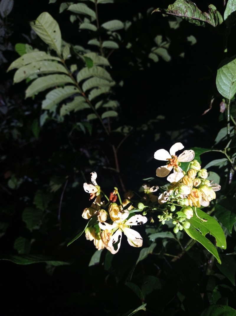 Senna quinquangulata var. quinquangulata photo 3