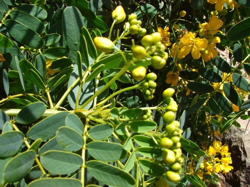 Limestone Senna