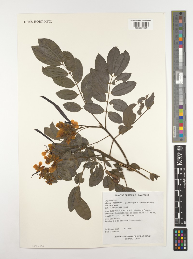 Senna racemosa var. racemosa