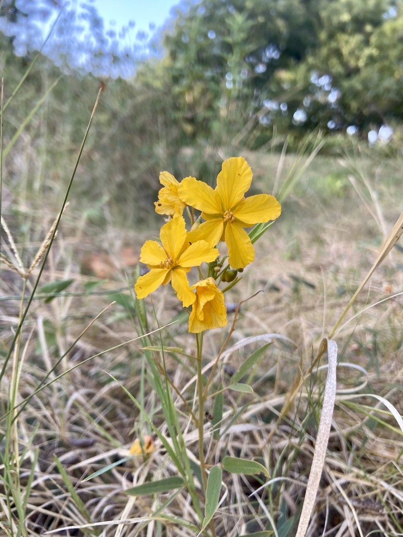 Twoleaf Senna photo 5