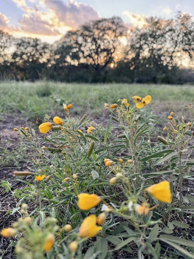 Twoleaf Senna photo 6