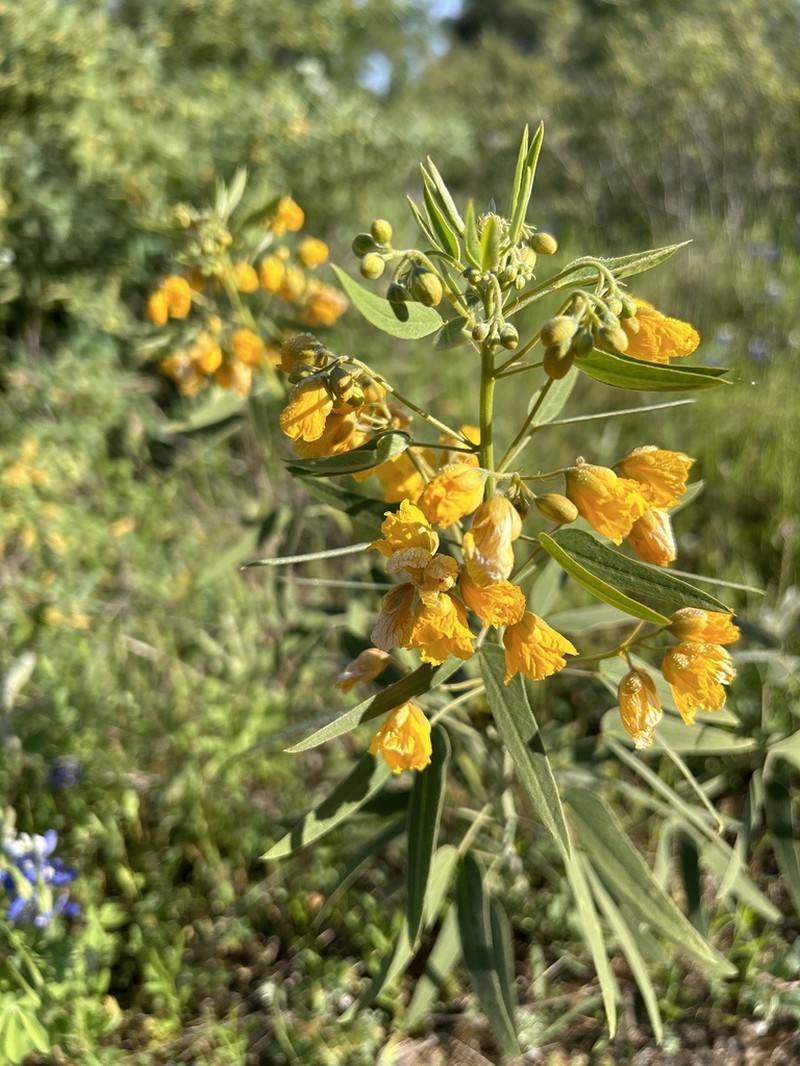 Twoleaf Senna photo 8