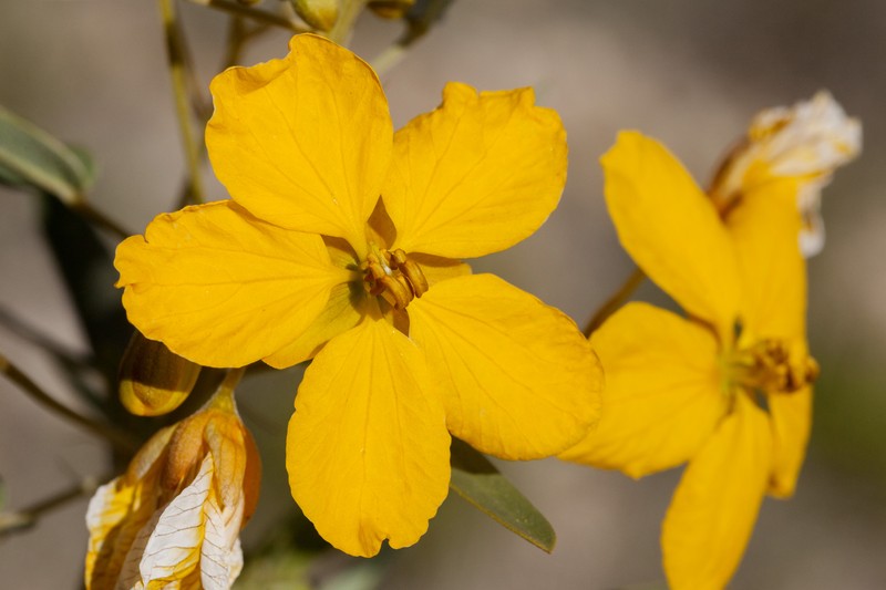 Twoleaf Senna photo 4
