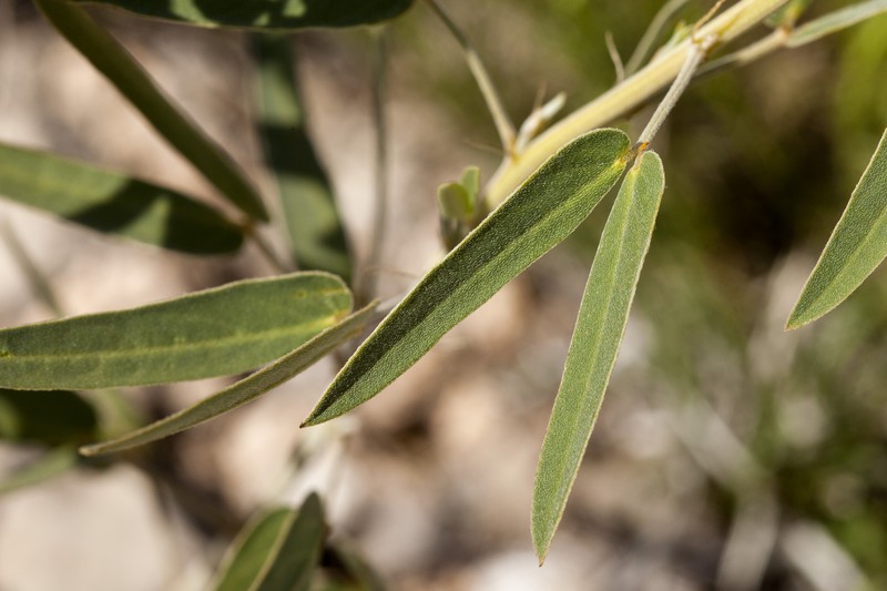 Twoleaf Senna photo 2