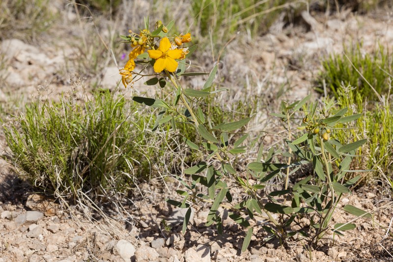 Twoleaf Senna photo 3