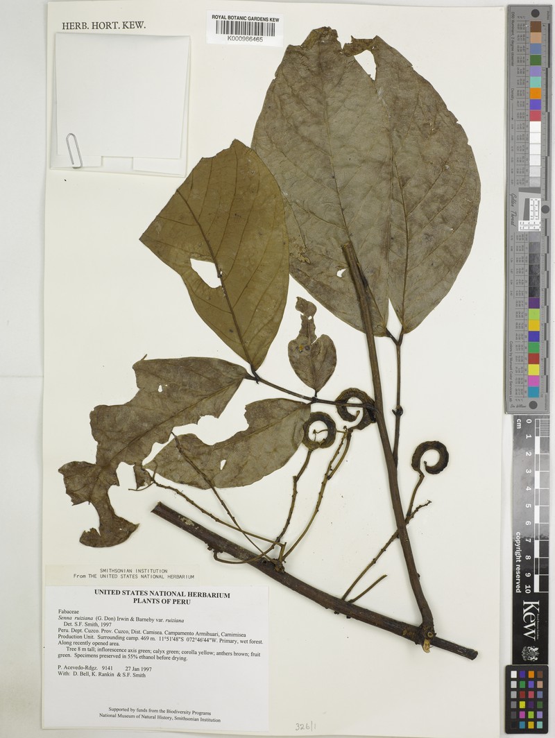 Senna ruiziana var. ruiziana