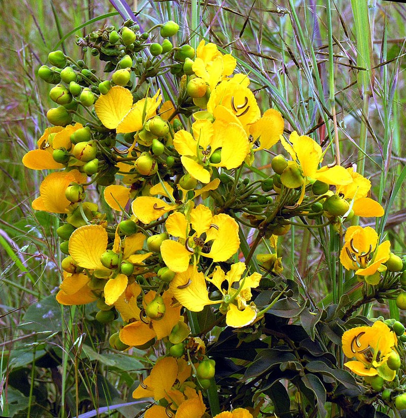 Arsenic Bush photo 3