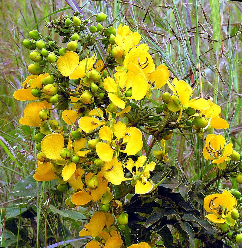 Arsenic Bush photo 4