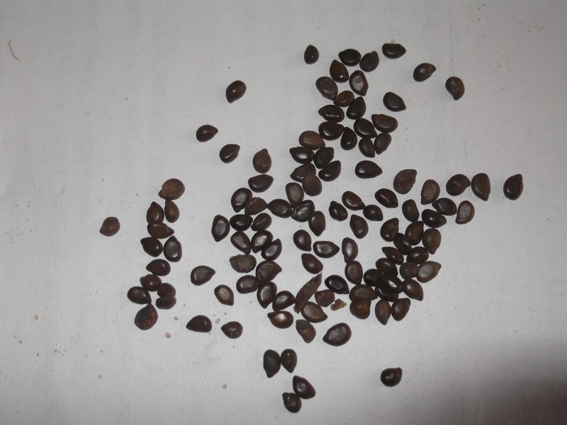 Arsenic Bush photo 2