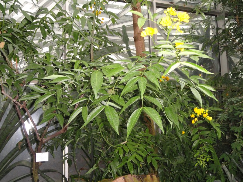 Arsenic Bush photo 7