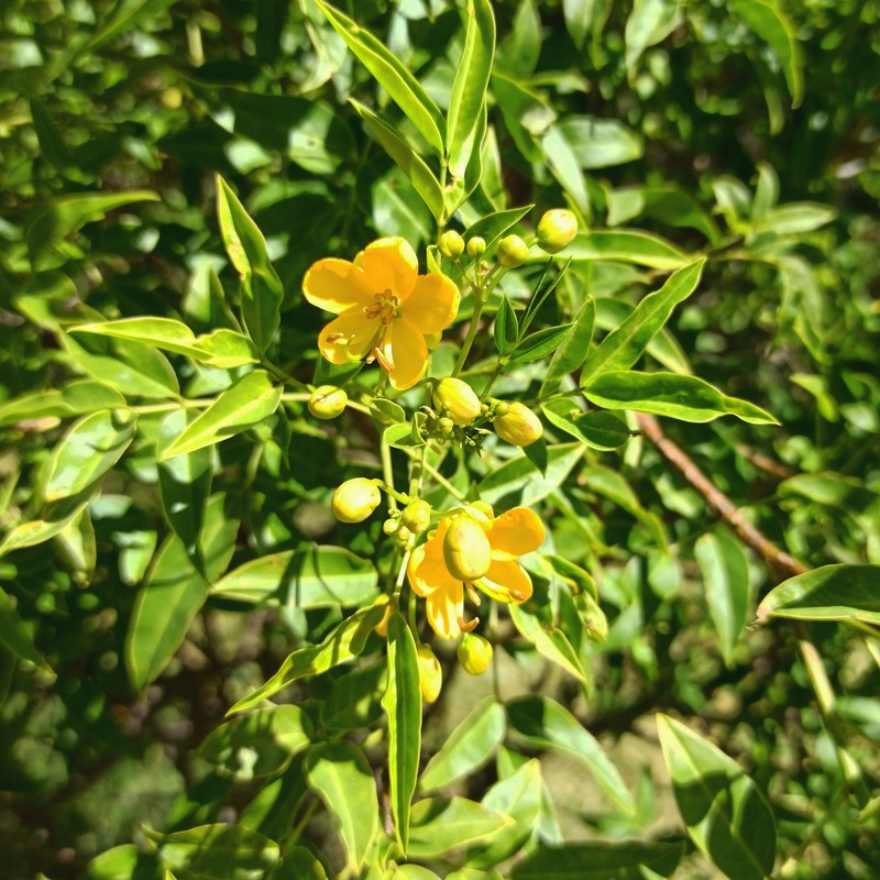 Arsenic Bush photo 5
