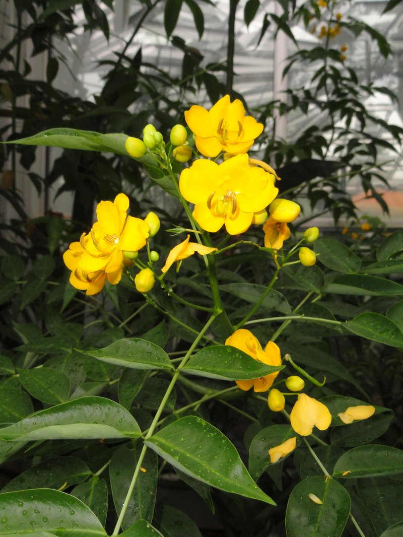 Arsenic Bush photo 8