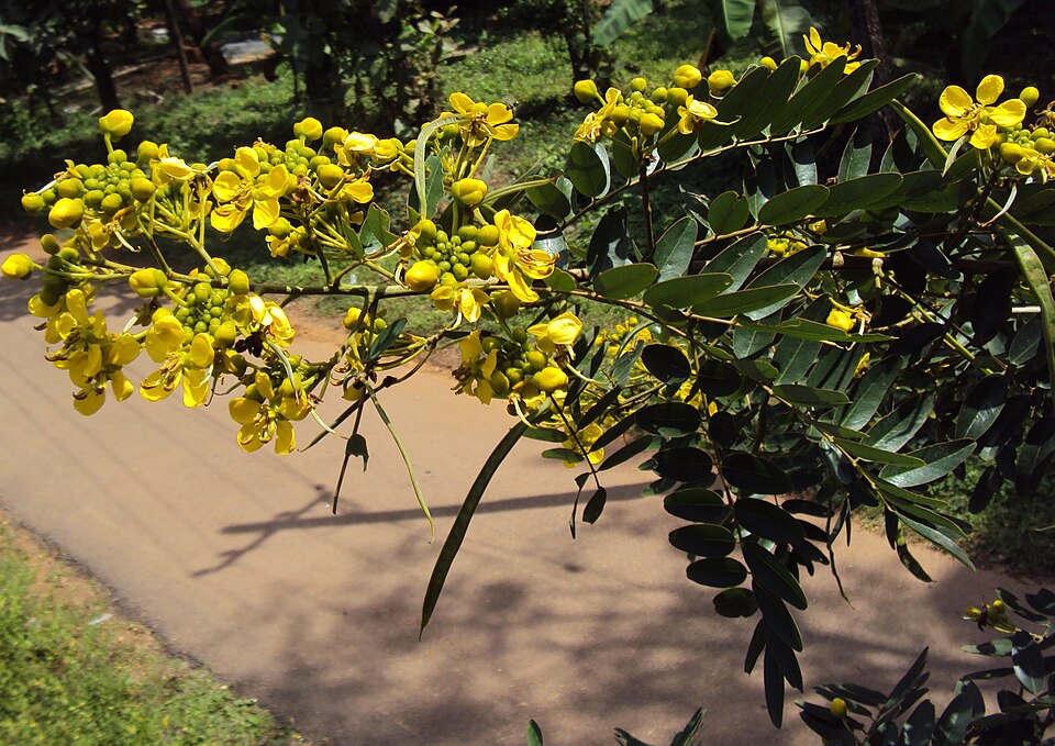 Siamese Cassia photo 6