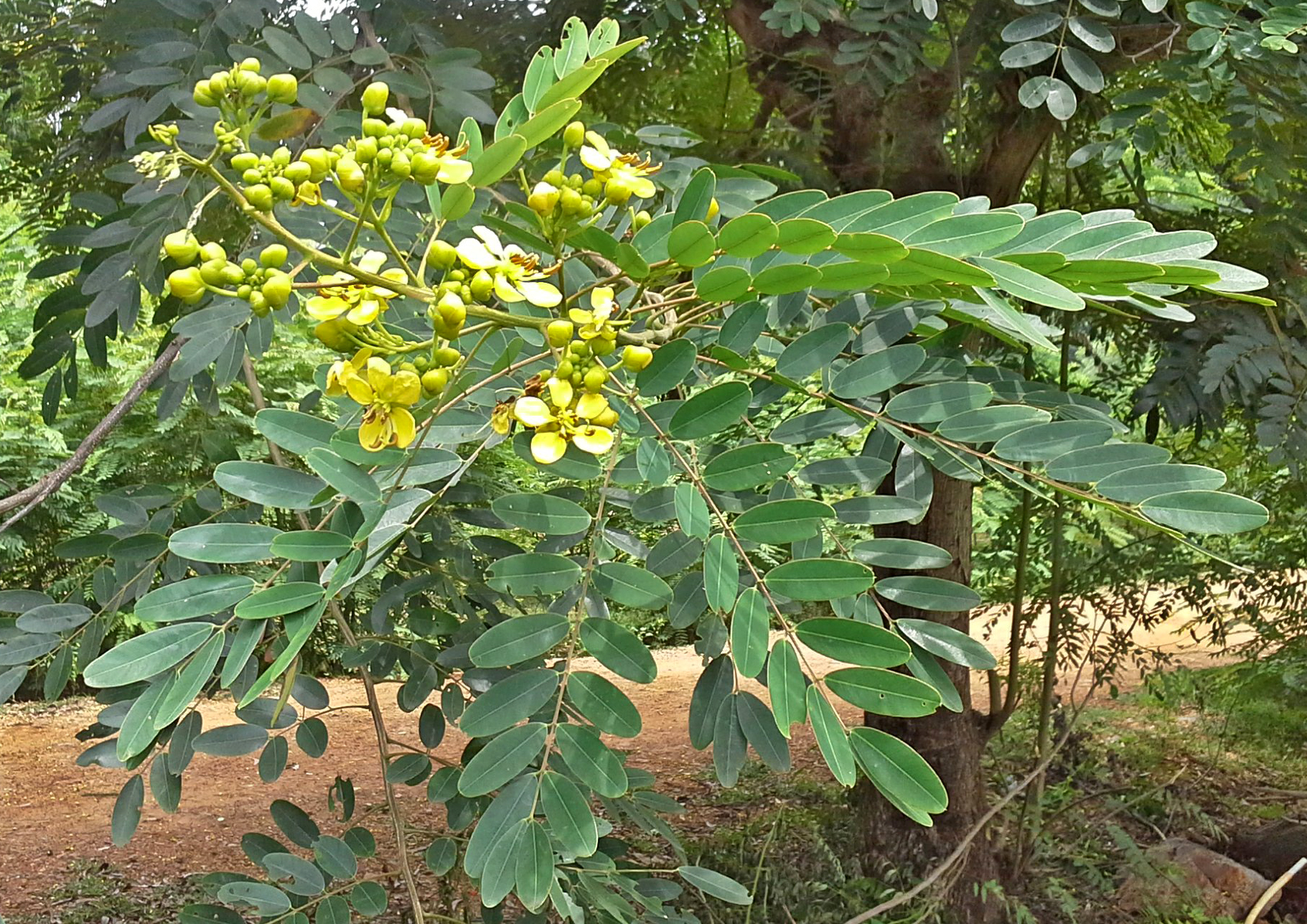 Siamese Cassia photo 7