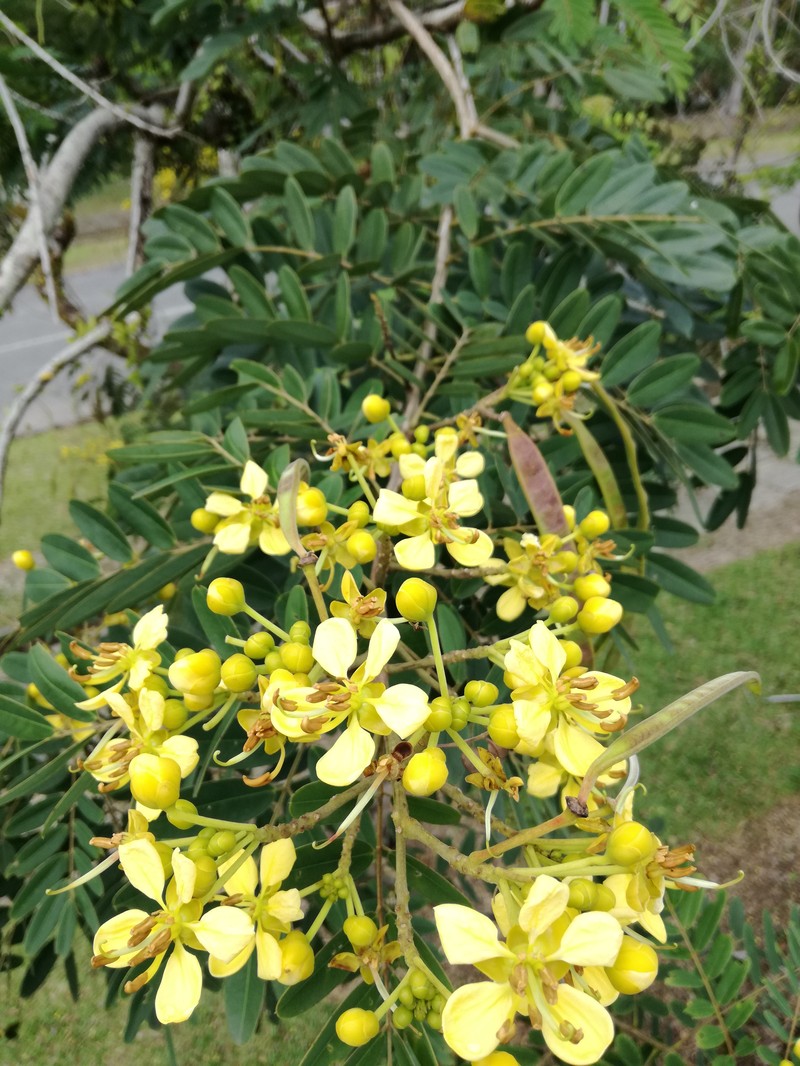 Siamese Cassia photo 2