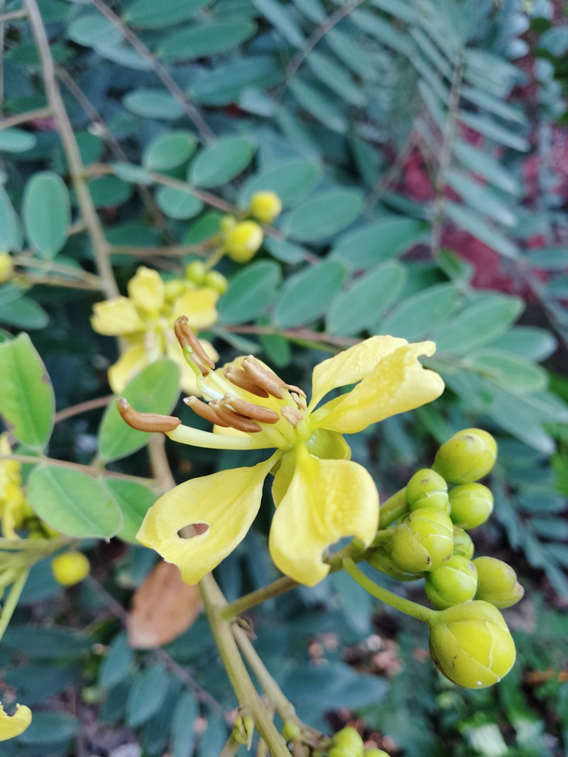Siamese Cassia photo 3