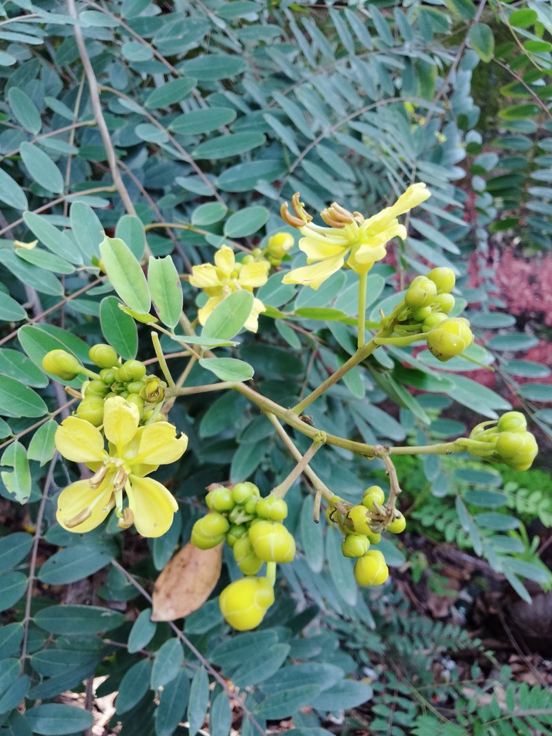 Siamese Cassia photo 8