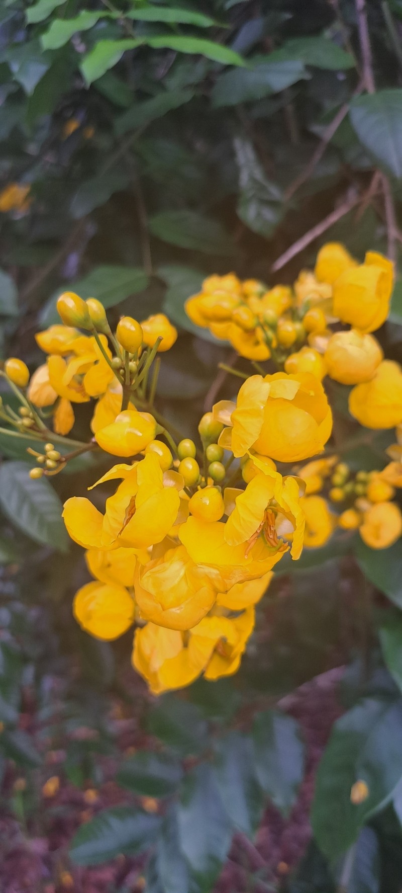 Senna silvestris subsp. silvestris