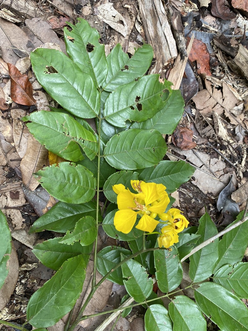 Senna silvestris subsp. silvestris photo 2