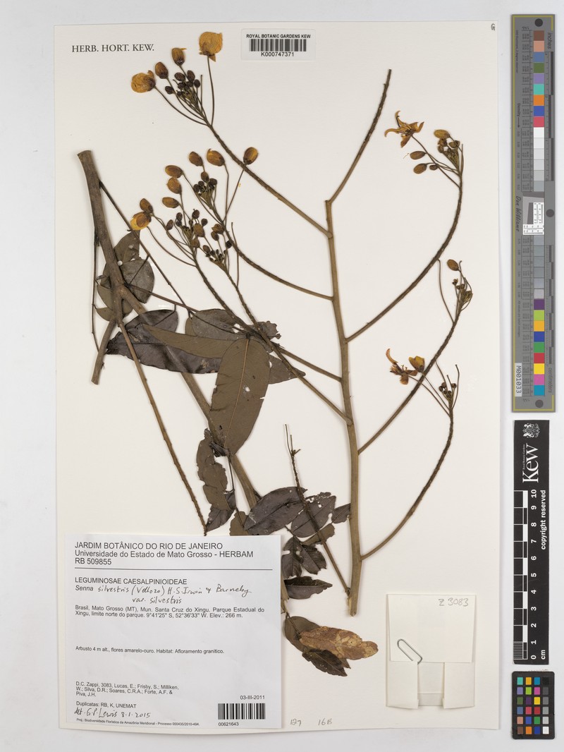 Senna silvestris subsp. silvestris photo 3