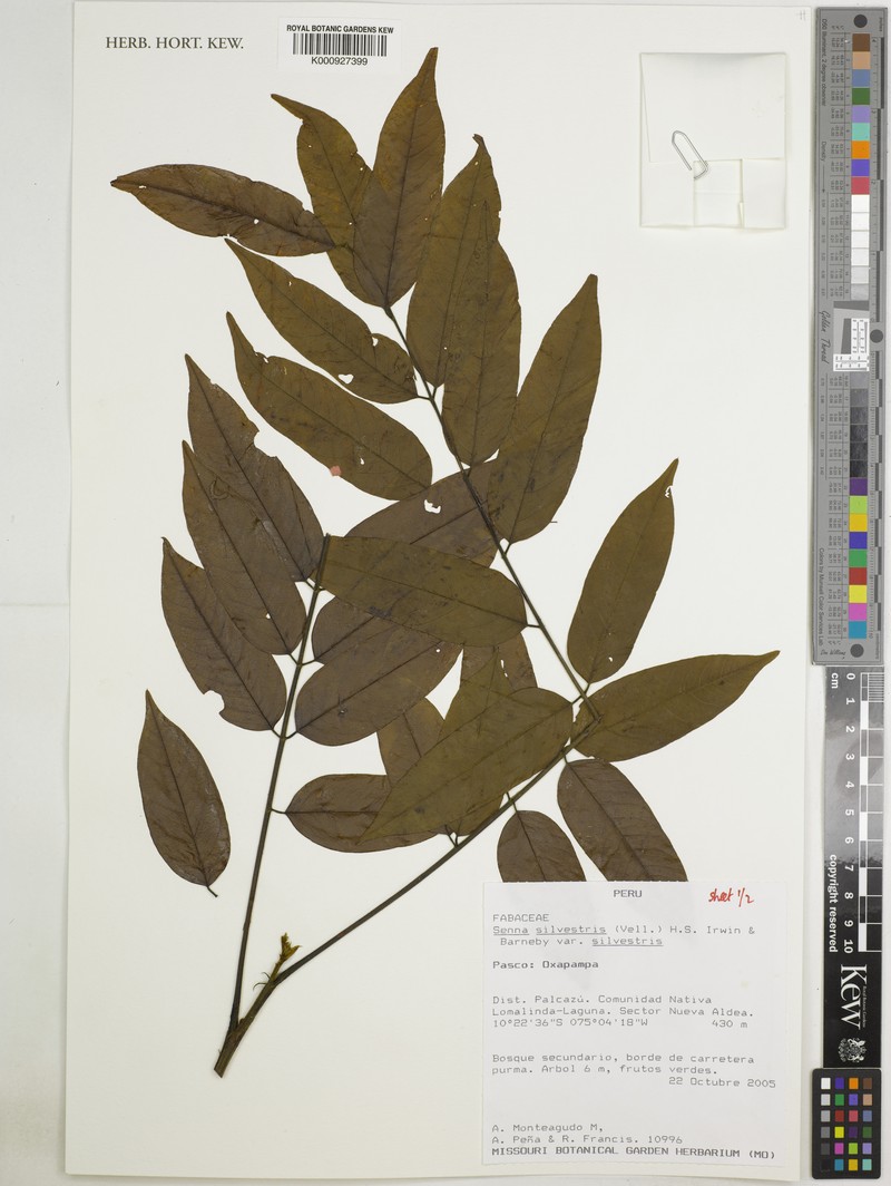 Senna silvestris subsp. silvestris photo 4
