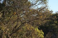 Wild Cassia